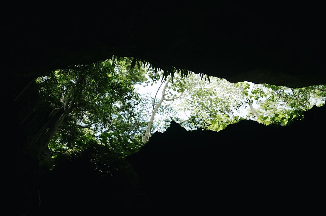 low-angle photography of green leafed tree