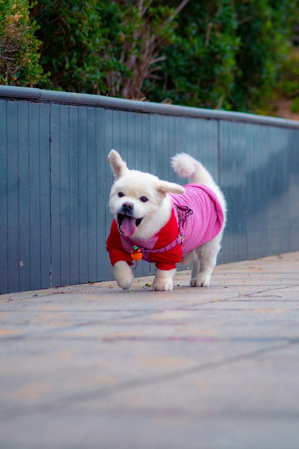 short-coated white puppy wearing pink shirt walking near fence