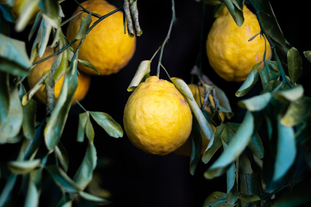 quattro limoni gialli