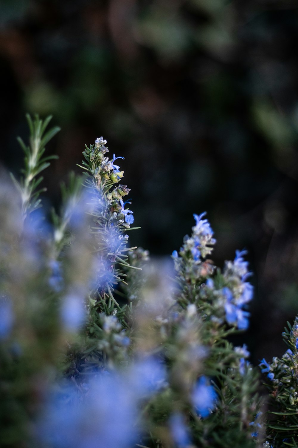 blue-petaled flowers