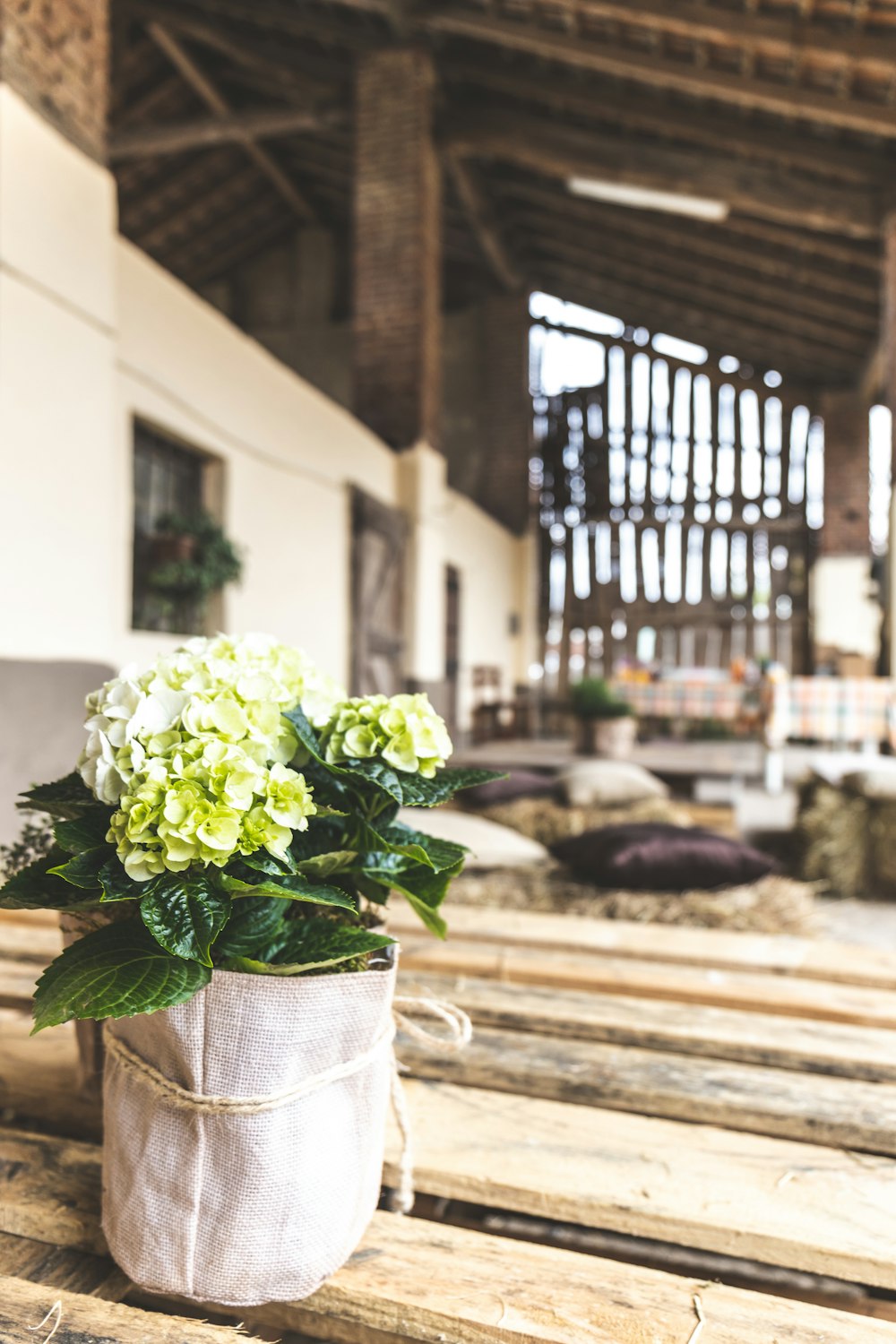 yellow hydrangea flowers on white pot screenshot