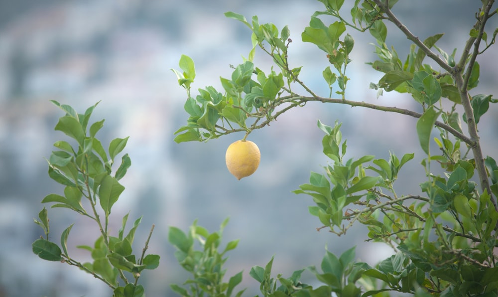 yellow fruit plant during daytime