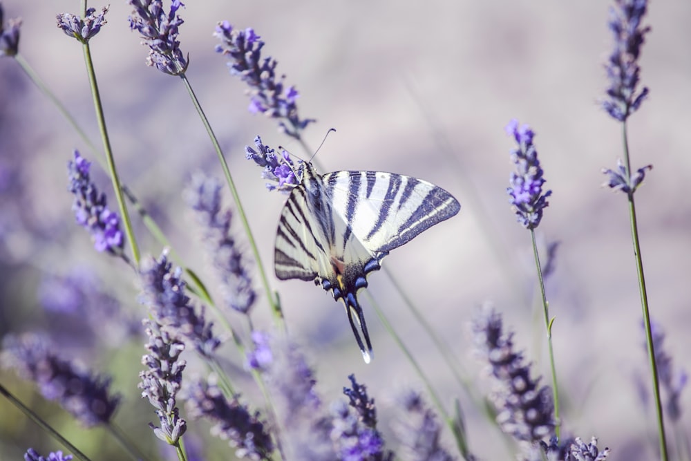 Mariposa blanca y negra sobre lavanda púrpura