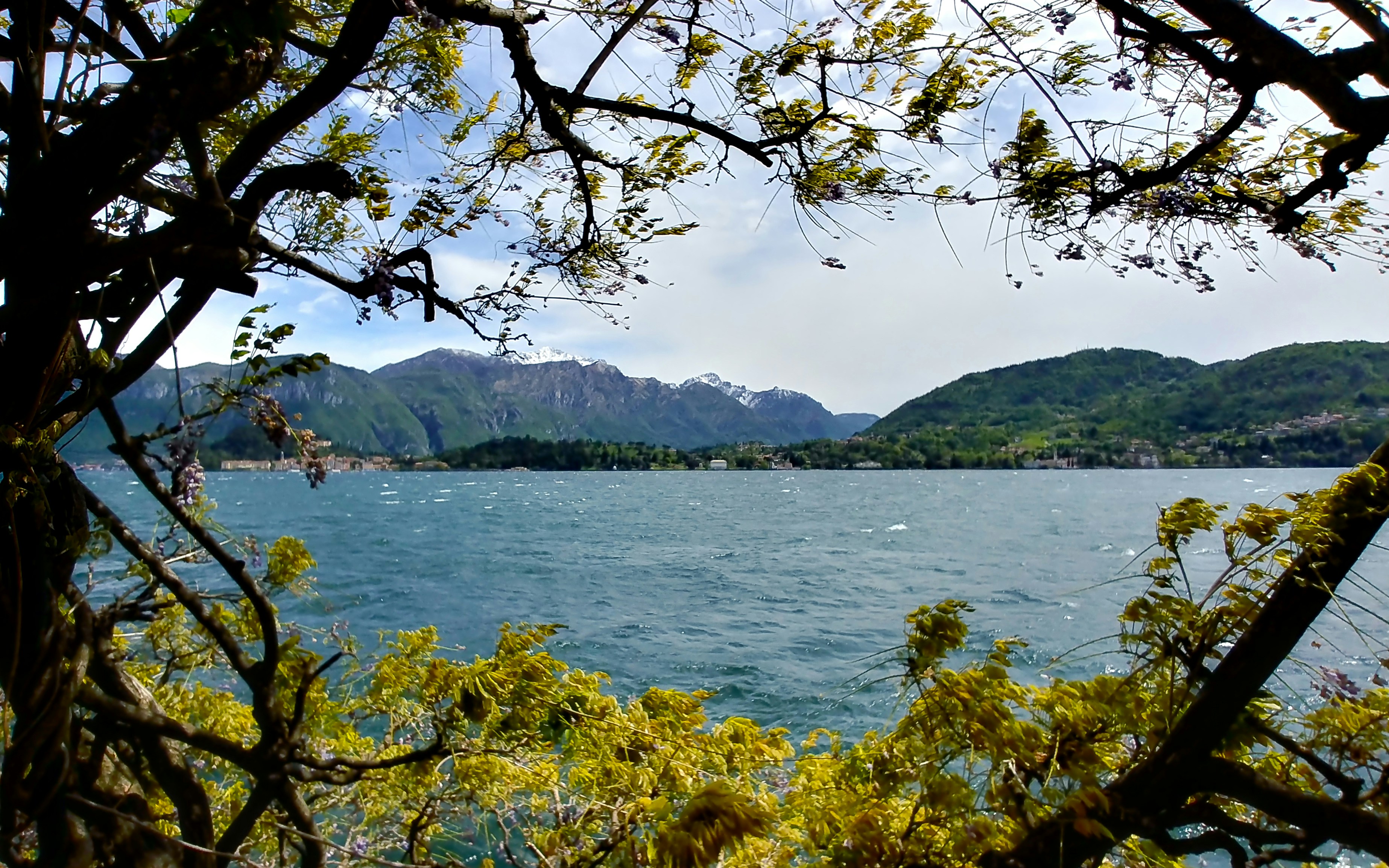 lake and forest during day
