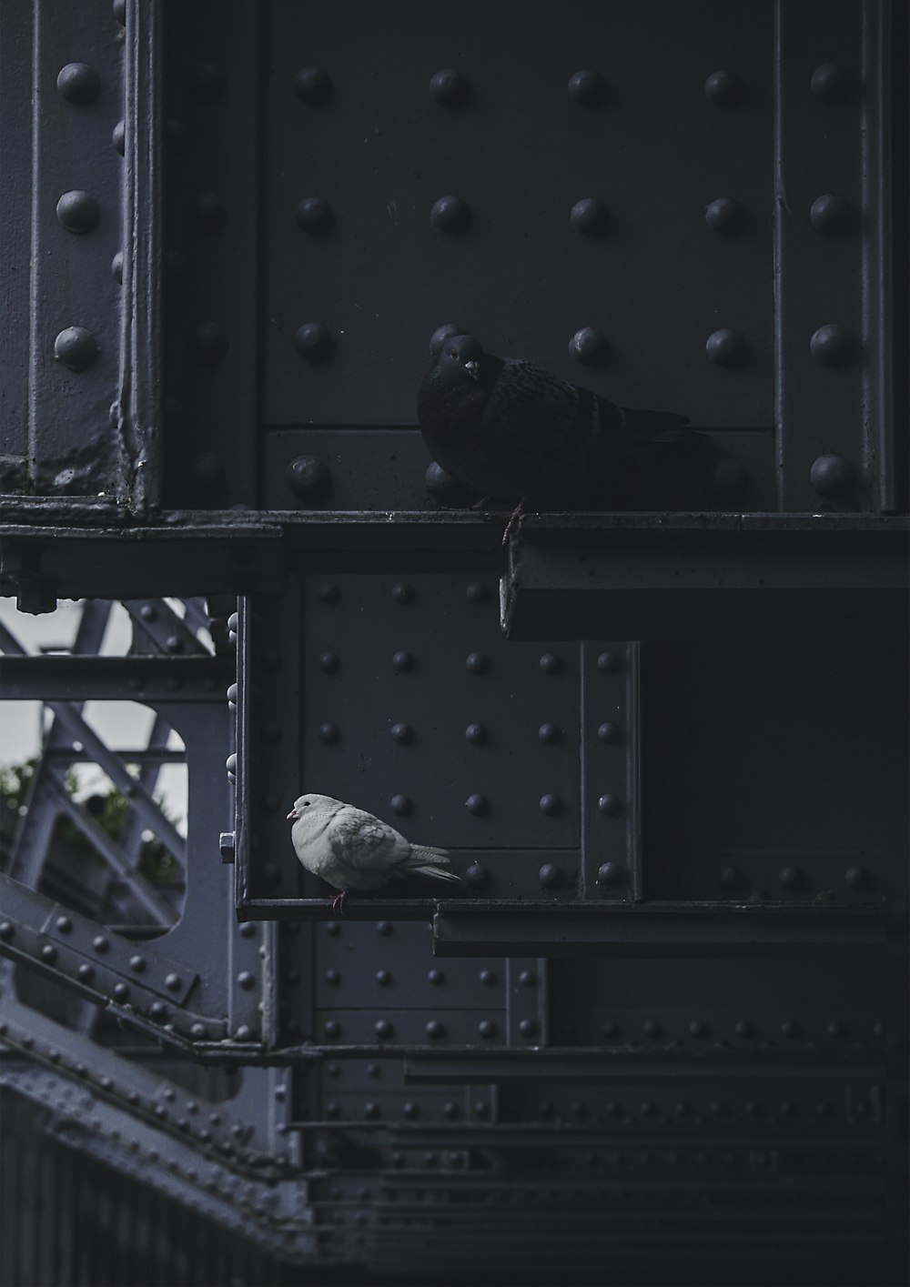 birds on metal surface