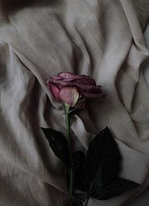 pink rose flower on gray textile