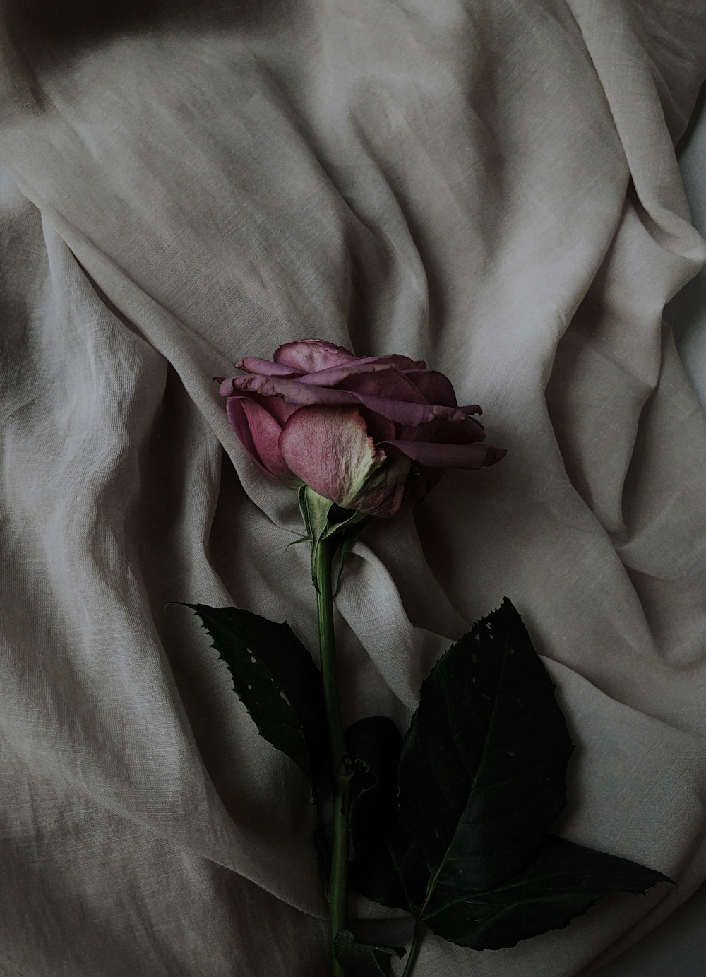 rosa Rosenblüte auf grauem Textil