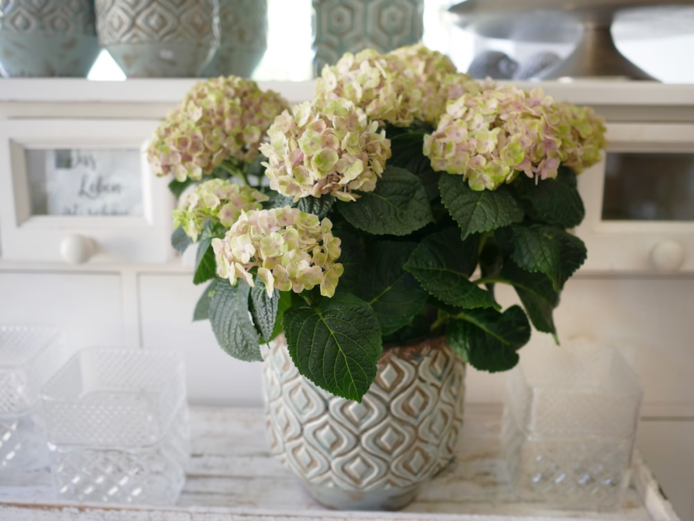 white hydrangea flower on white vase