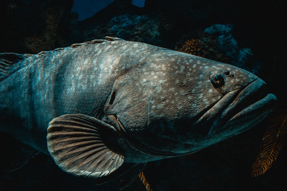 gray fish in sea