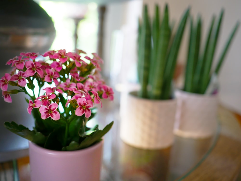 selective focus photography of pink flower