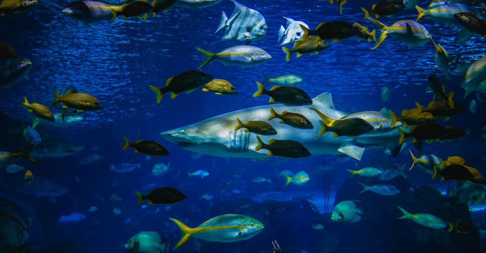 school of fish swimming in tank