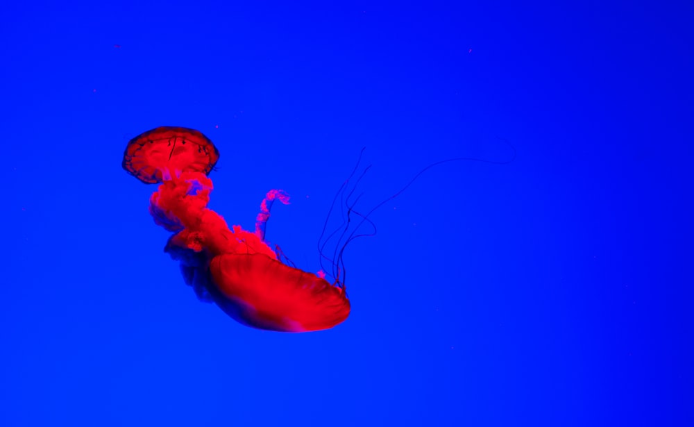 eine rote Qualle, die im blauen Wasser schwimmt