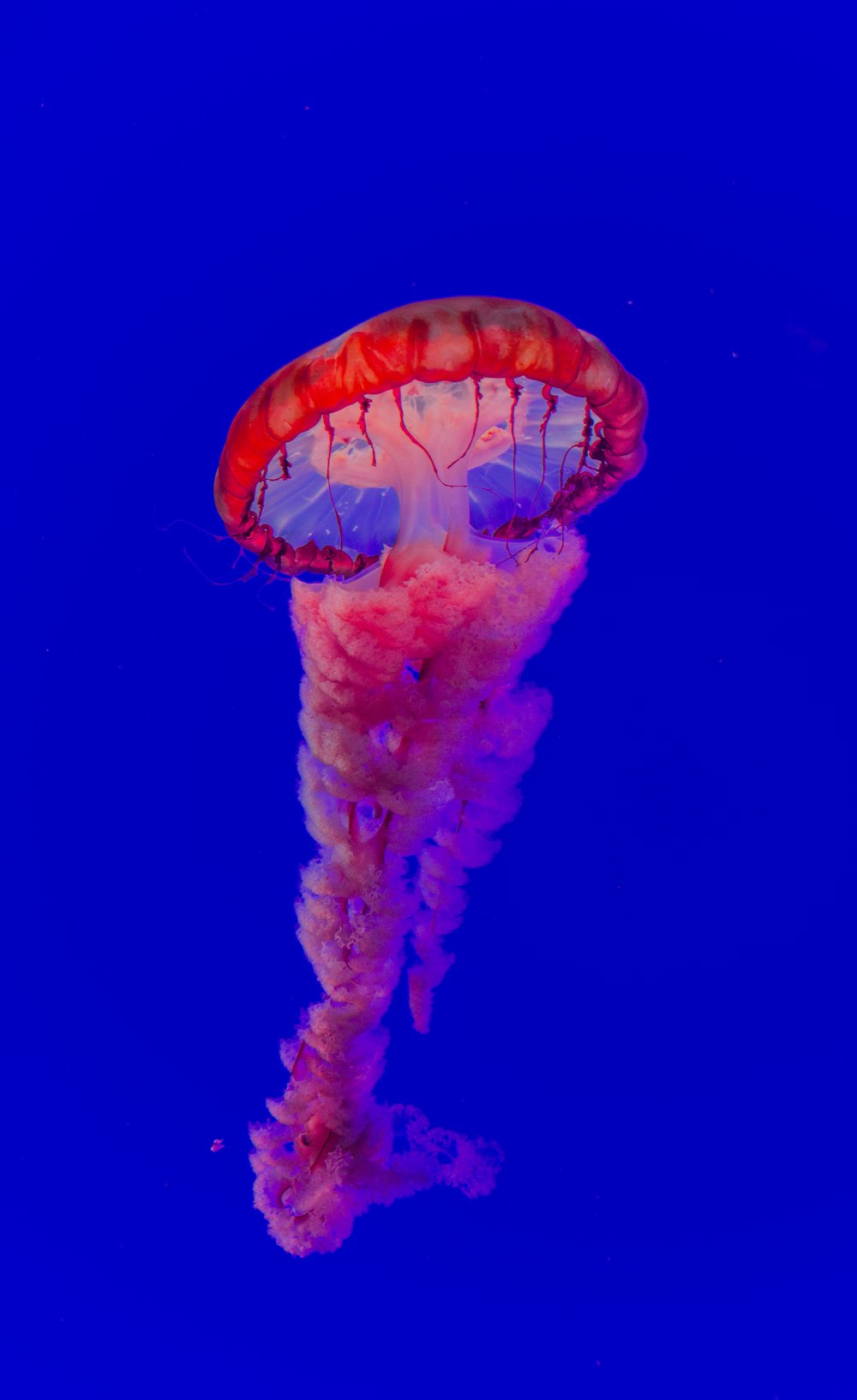red and pink jelly fish