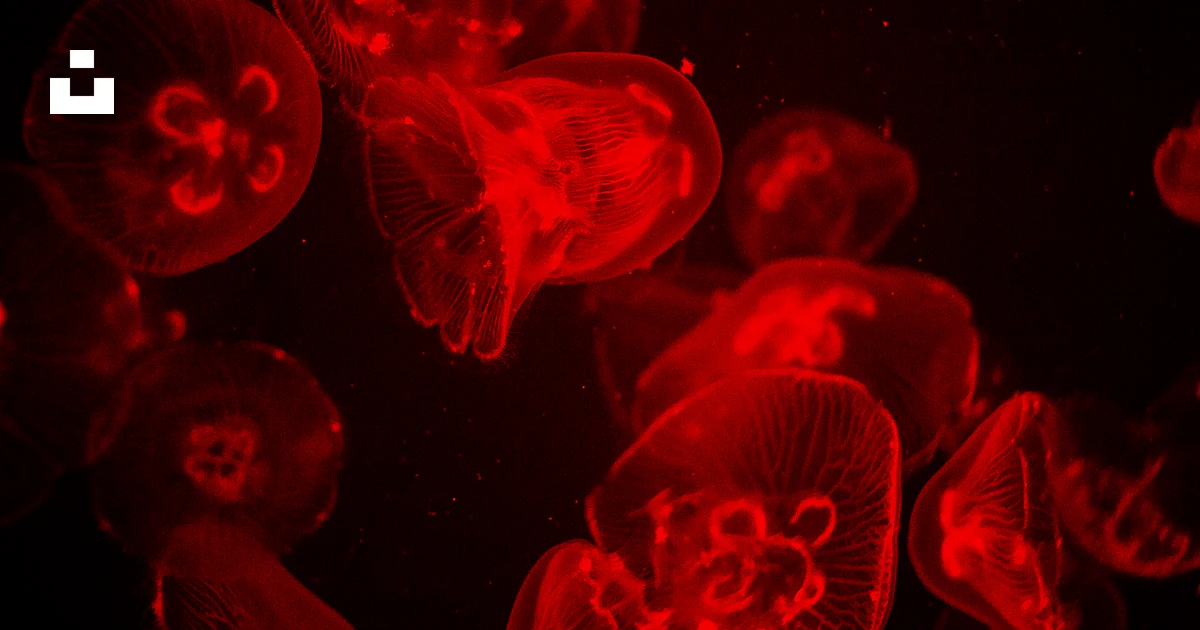 Foto Foto de primer plano de medusas rojas – Imagen Rojo gratis en Unsplash