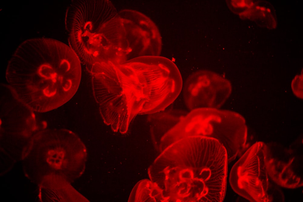 closeup photo of red jellyfish