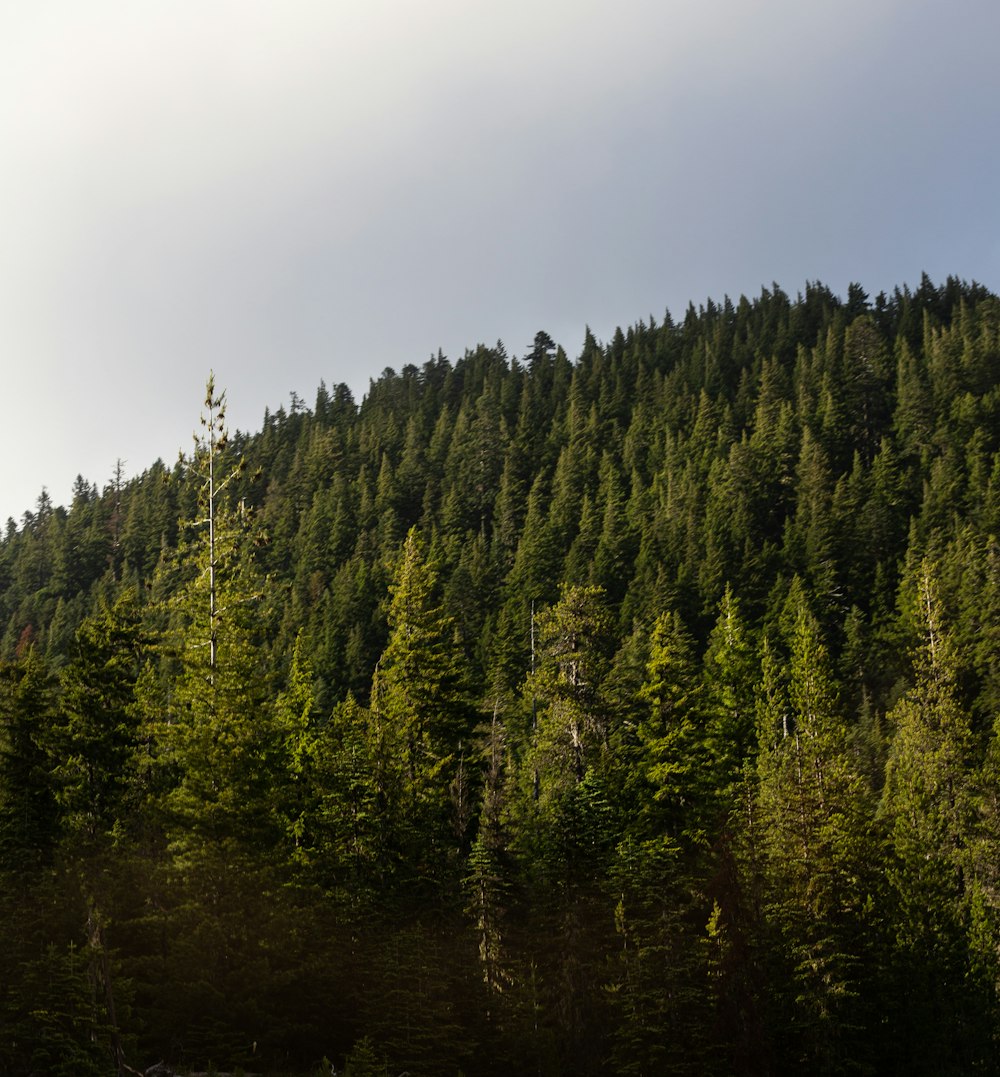 trees under white sky