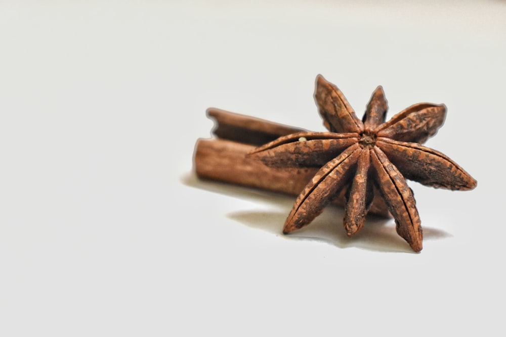 shallow focus photography of dry flower