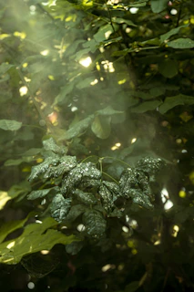 Sunlight filtering through green leaves with tiny droplets of water.