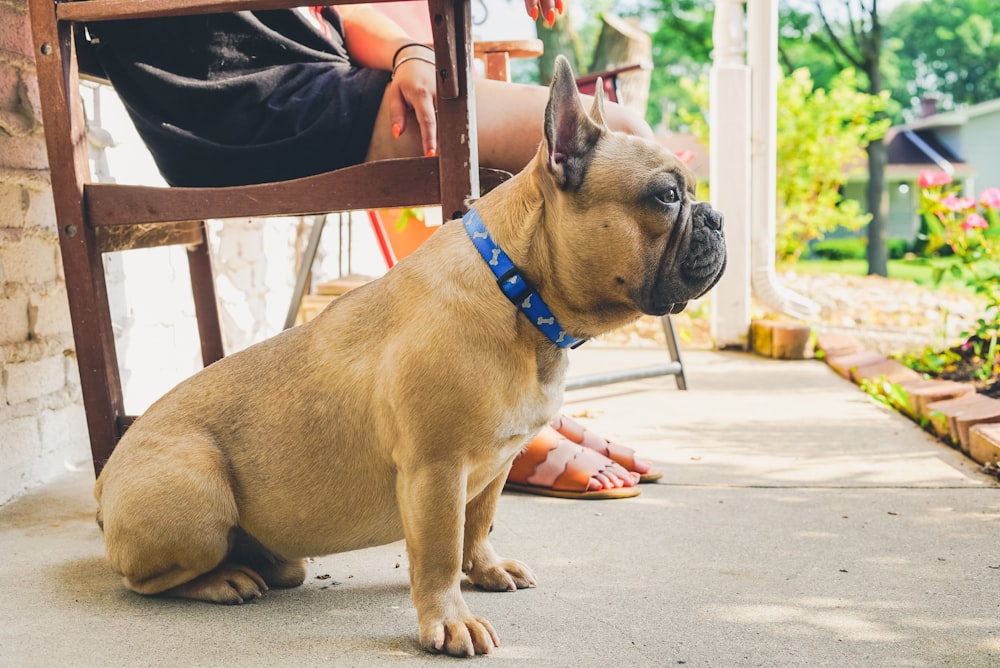 small short-coated brown dog beside person sitting on chair