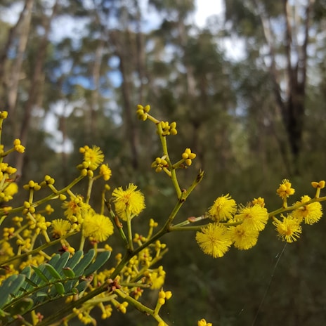 A serene golden wattle flower in a sunlit garden, symbolizing creativity and growth.