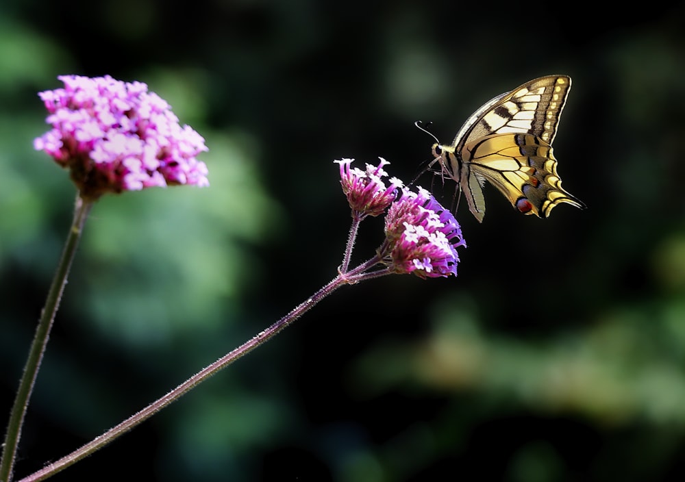 brown butterfly on the flower