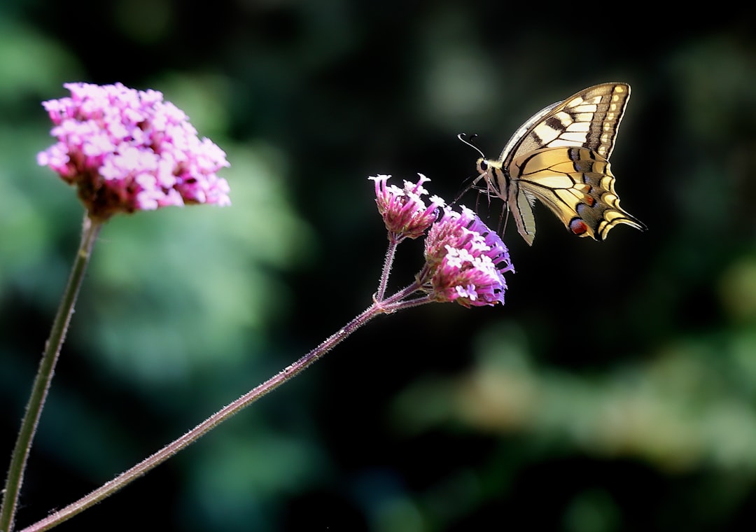 brown butterfly on the flower