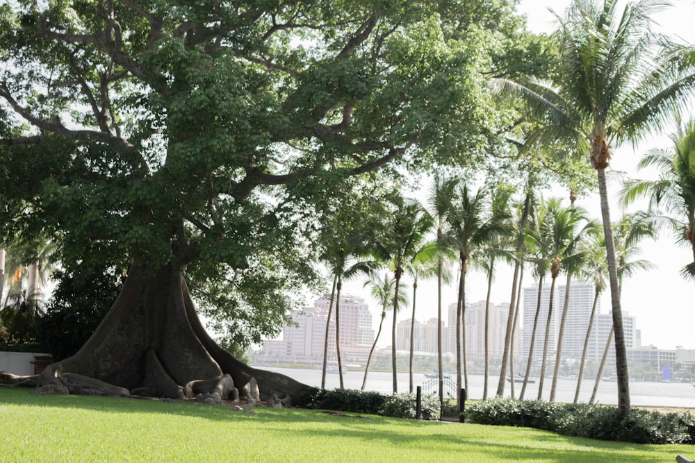 green-leafed tree near shore during daytime