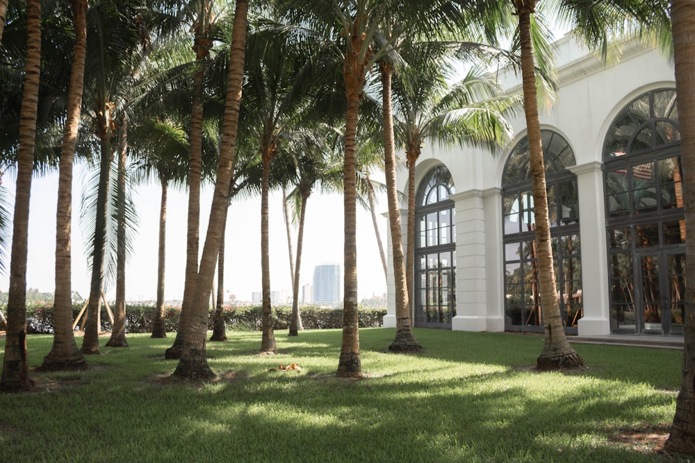 green-and-brown palm trees