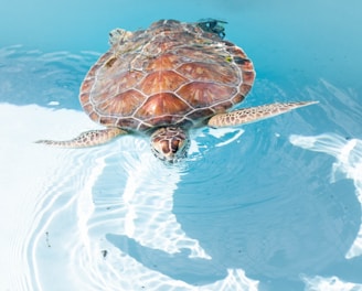 sea turtle swimming on clear water