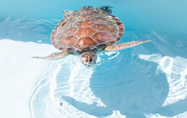 sea turtle swimming on clear water