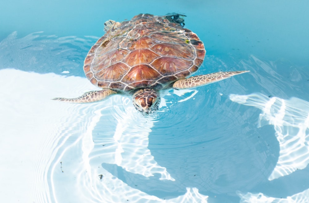sea turtle swimming on clear water
