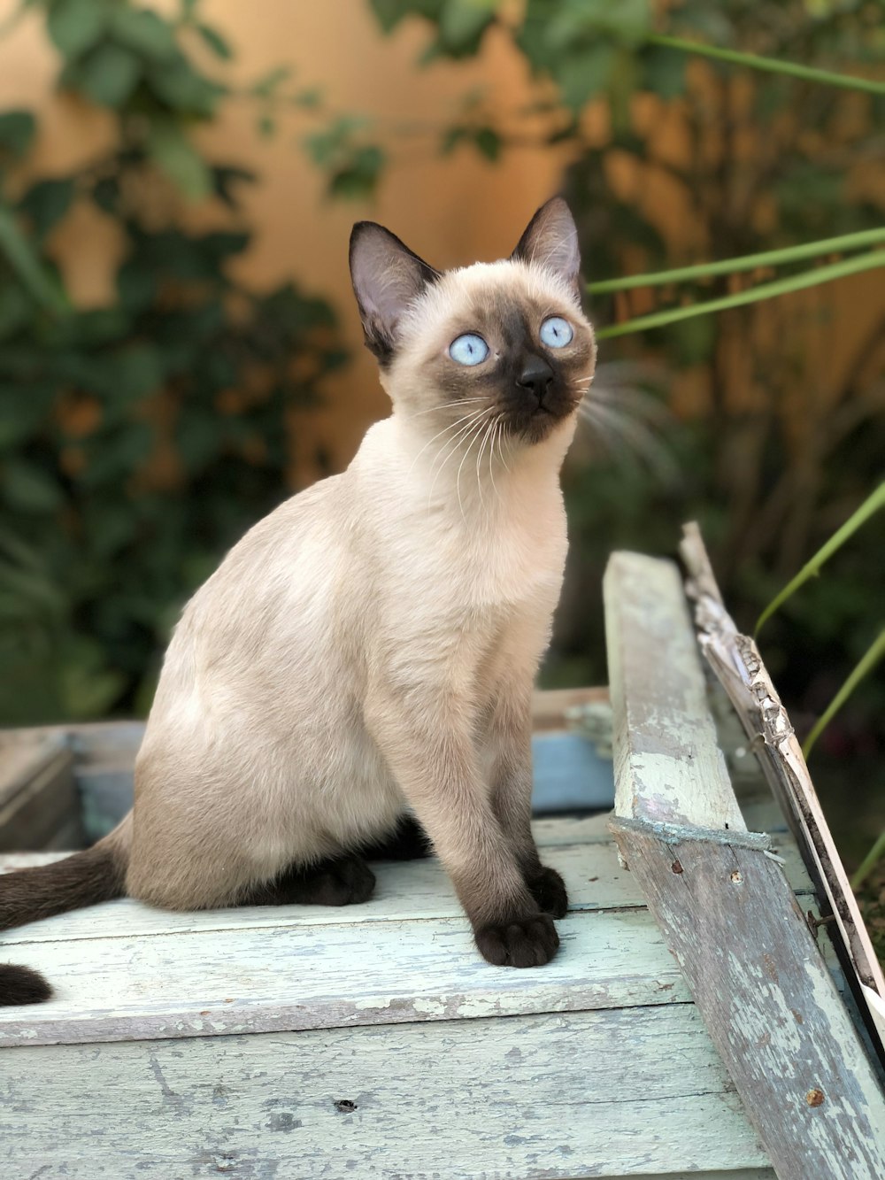 茶色のシャムの子猫