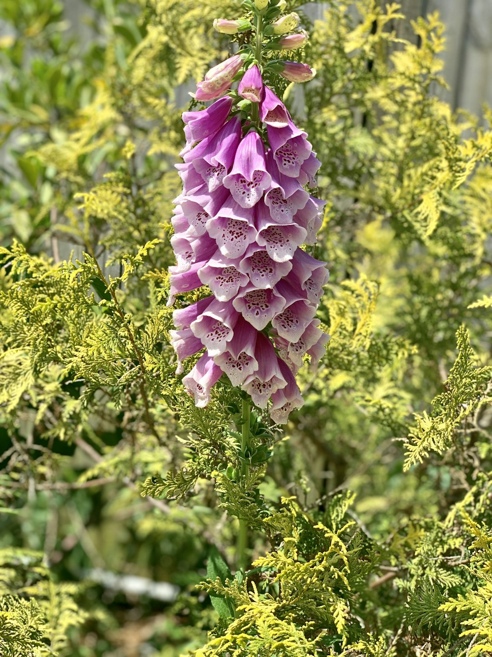 white and violet petaled flowers