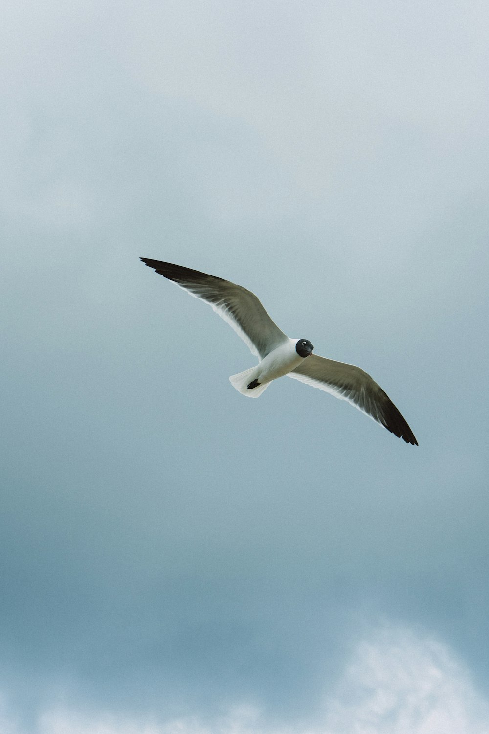 white and black bird flying