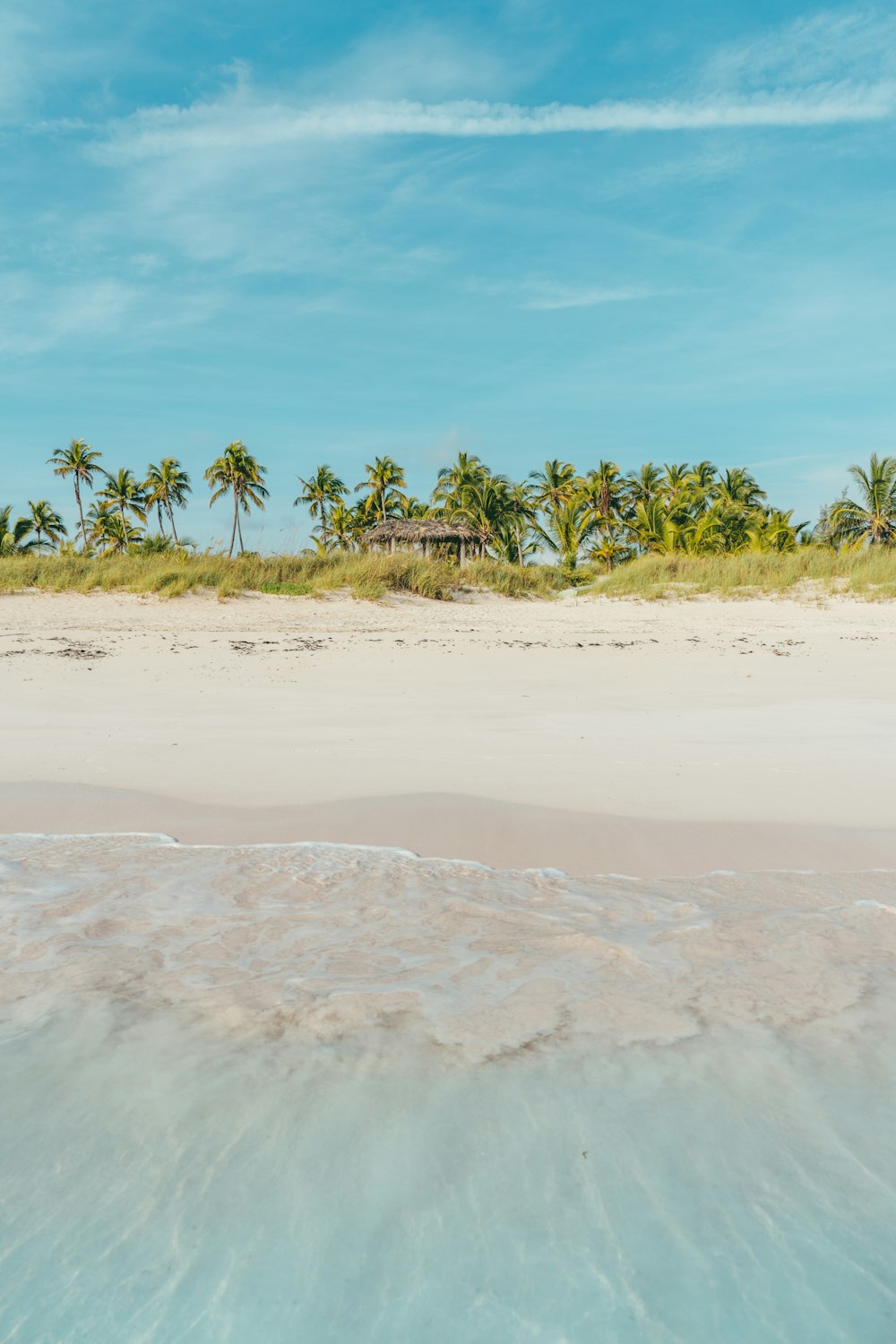 green coconut trees