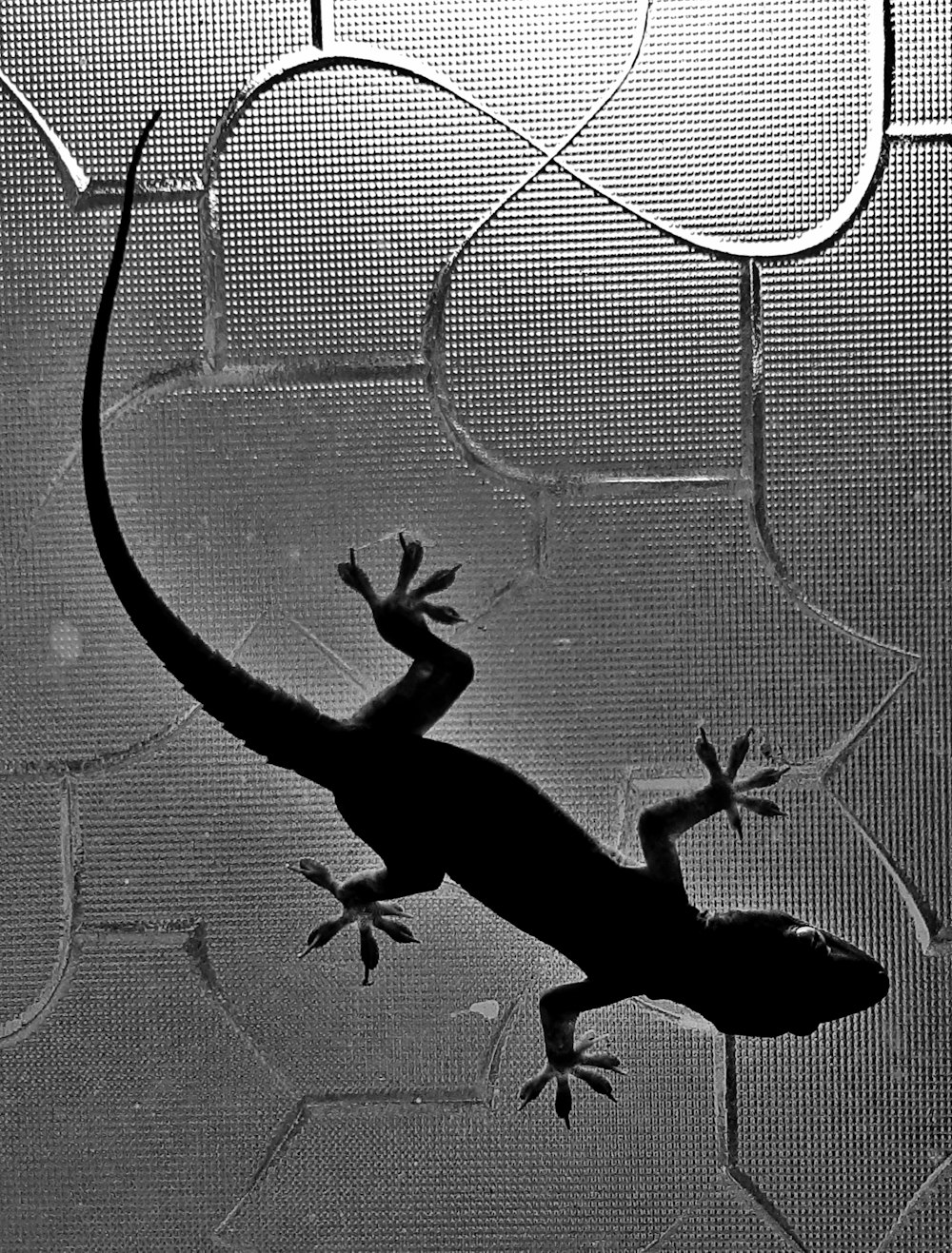silhouette of lizard on glass