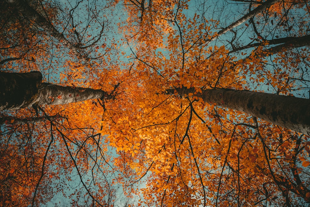 orange-and-brown trees