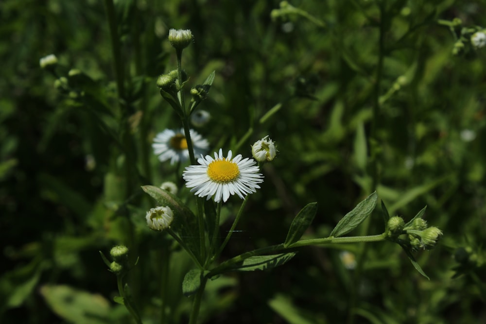 blooming white and yellow daisy flowers