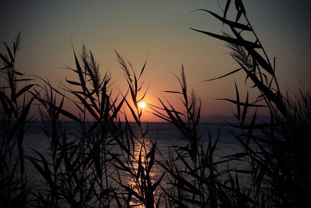 silhouette of plants near sea during sunrise
