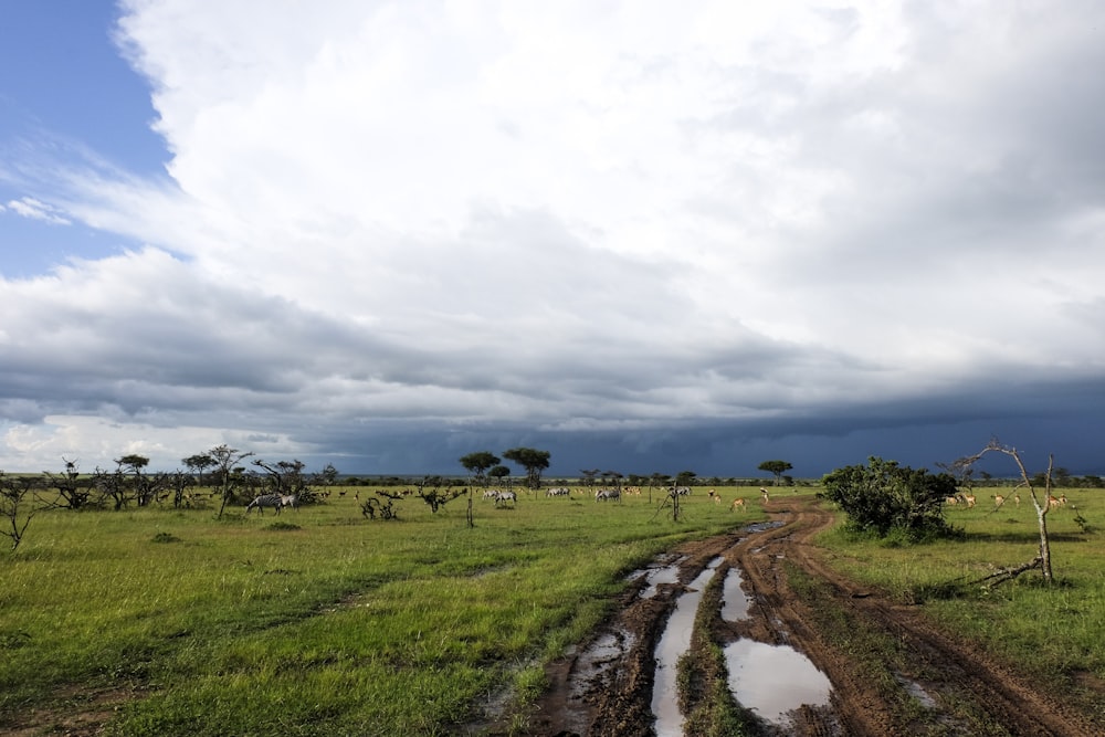 uma estrada lamacenta no meio de um campo gramado