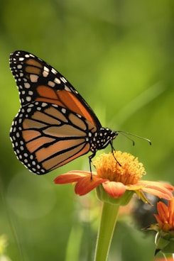 orange buttefly
