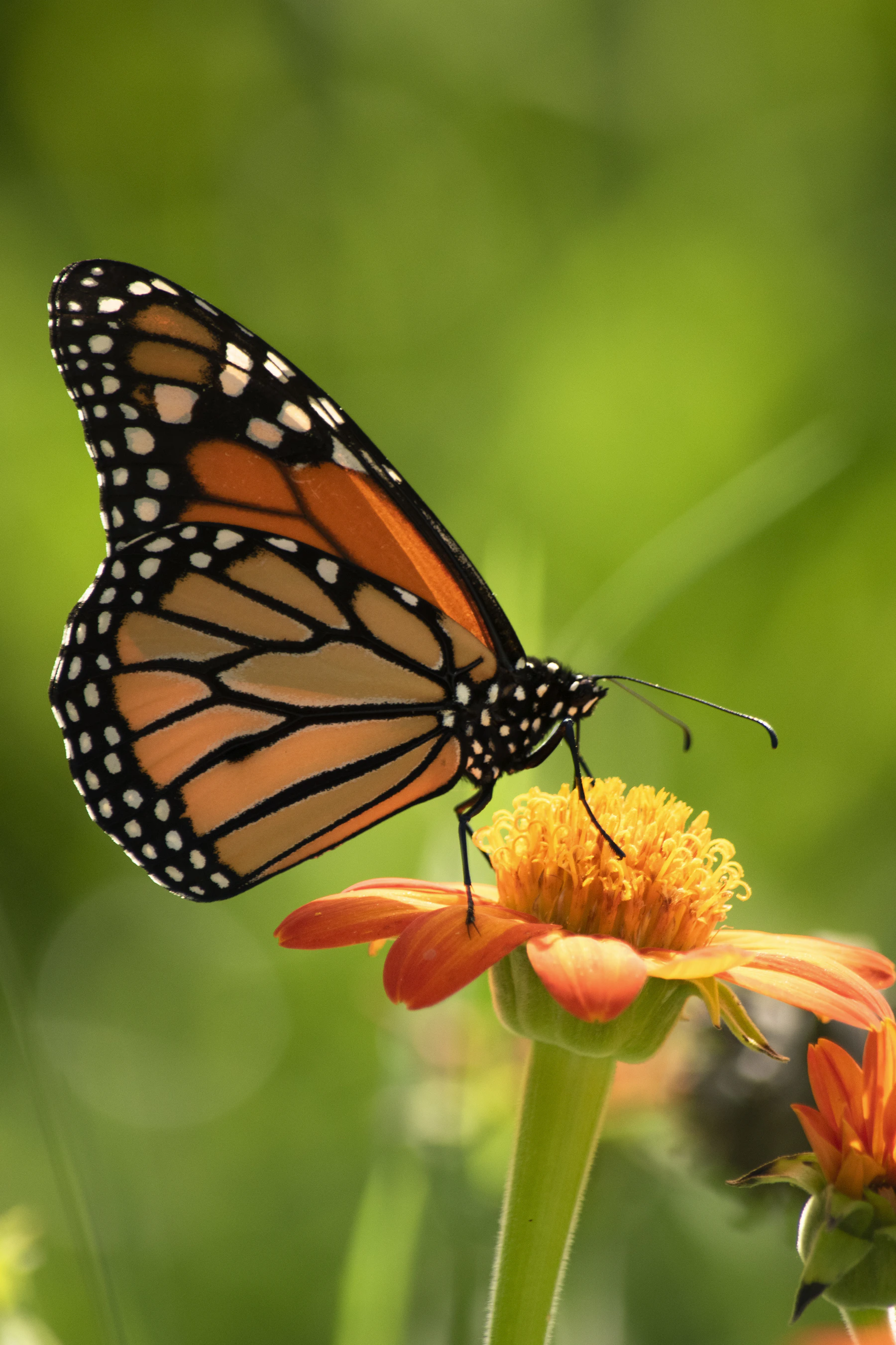 A monarch butterfly with closed wings feeding on an orange flower