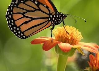 orange buttefly