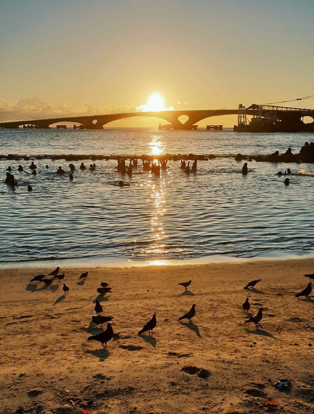 people swimming at the beach beside birds on sand dunes during sunset