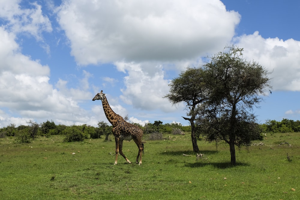 Giraffe auf grünem Gras unter bewölktem Himmel