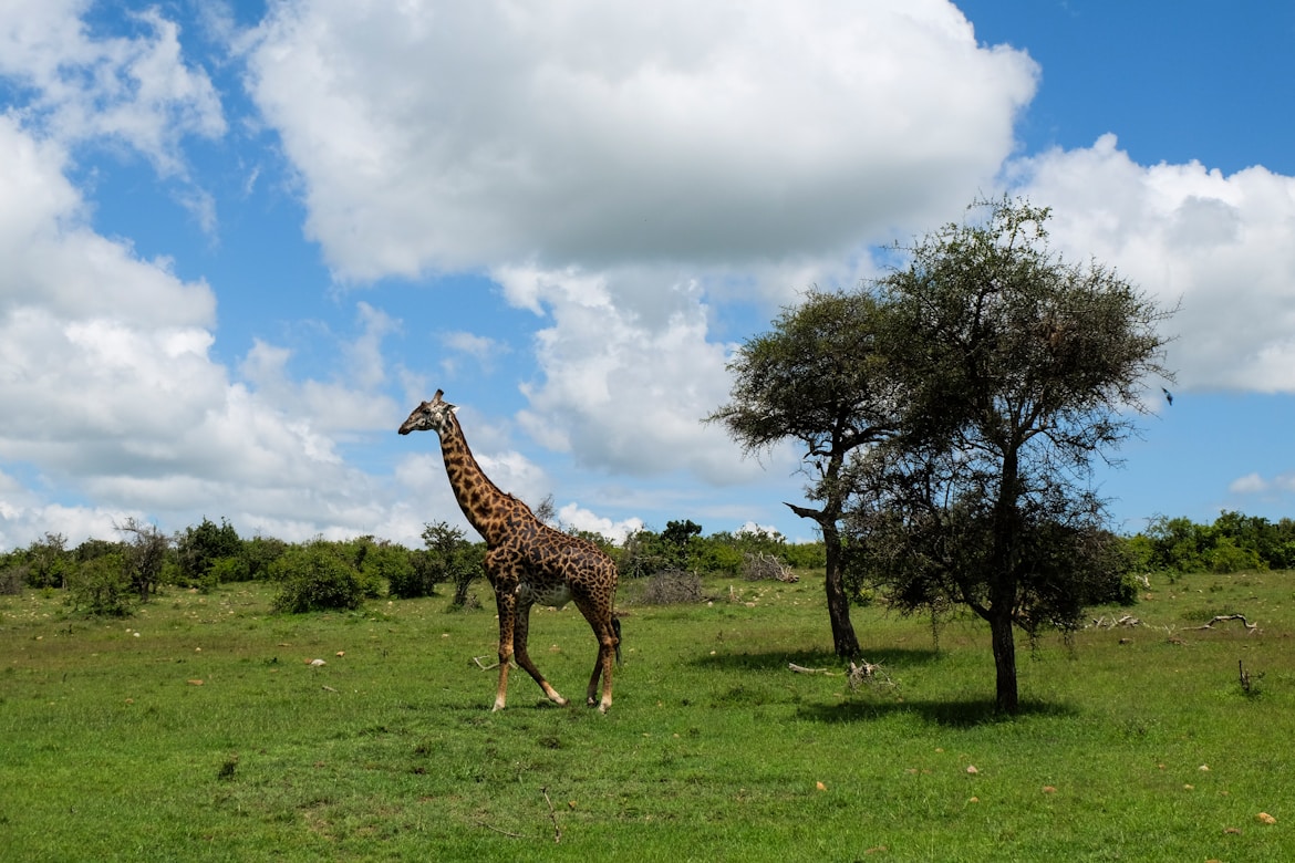 Tanzania