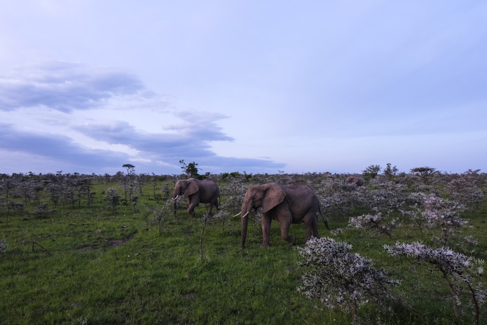 deux éléphants sur un champ vert