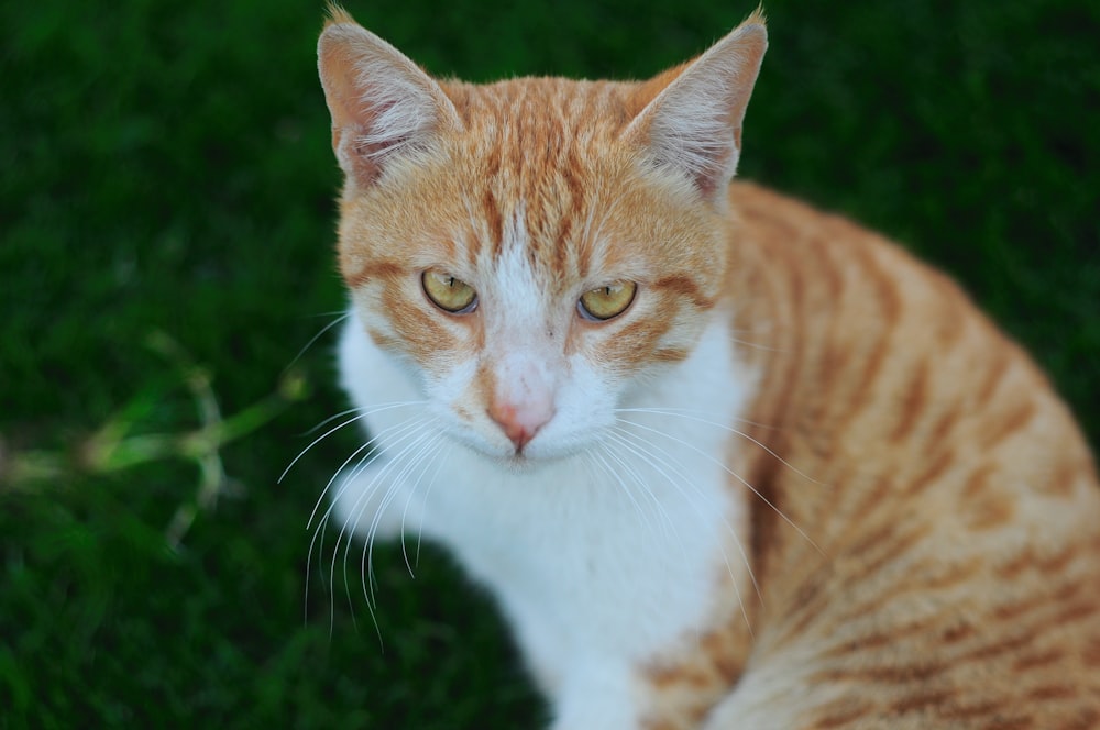 white and orange tabby cat