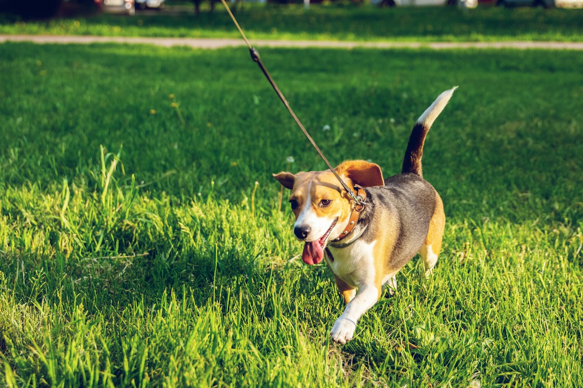Beagle andando na guia sobre a grama em dia de sol