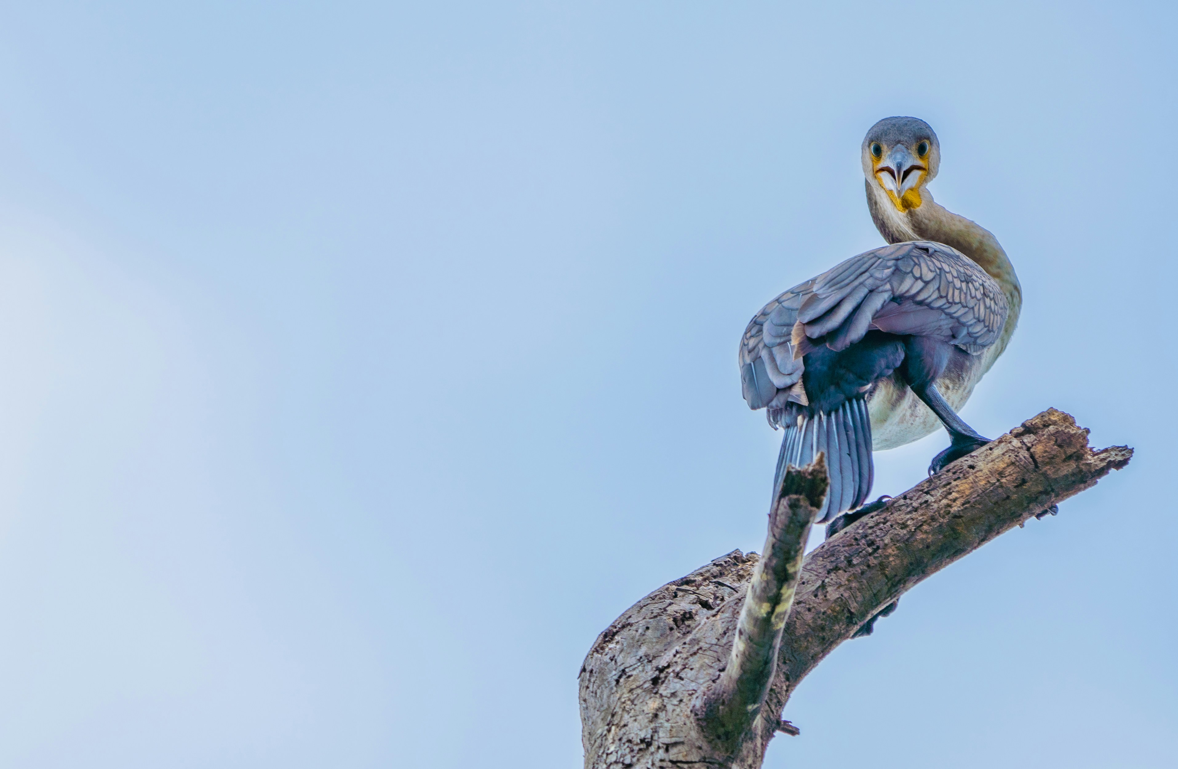 blue bird on tree branch